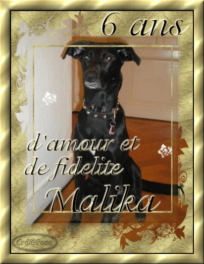 Ancien Concours n2 C'est un SPECIAL MONTAGE PHOTO gagn par Malipalo n13 avec un montage photo ( les chiens du forum ) Malika10