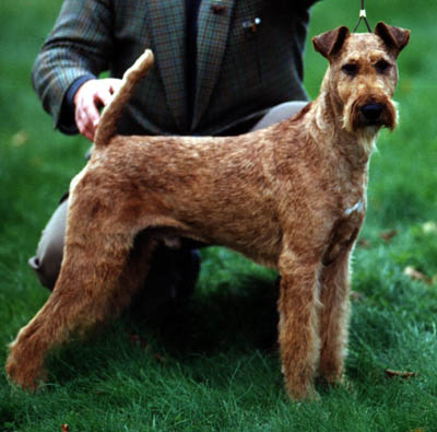 L'Irish Terrier Pirish11