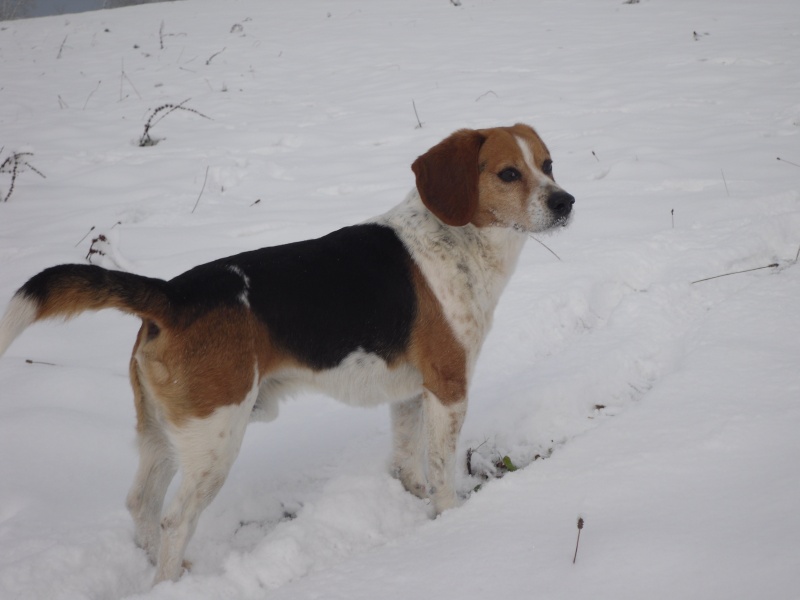 photos de chiens sous la neige! 01710