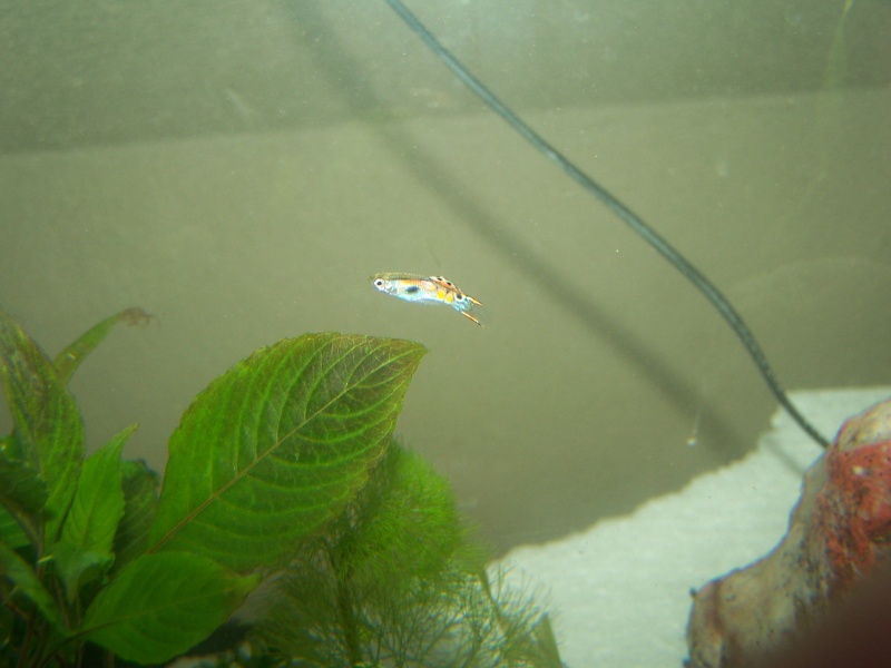 guppy 102_0010