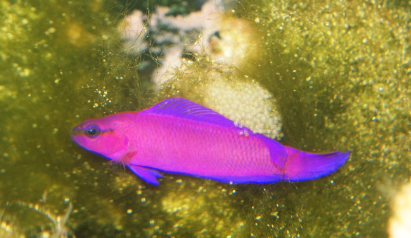 Eau de mer : Pseudochromis fridmanni Dsc01011