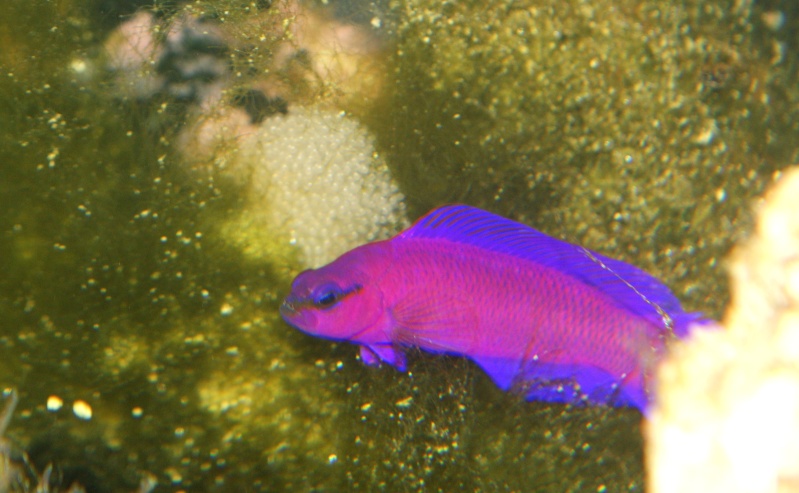 Eau de mer : Pseudochromis fridmanni Dsc01012