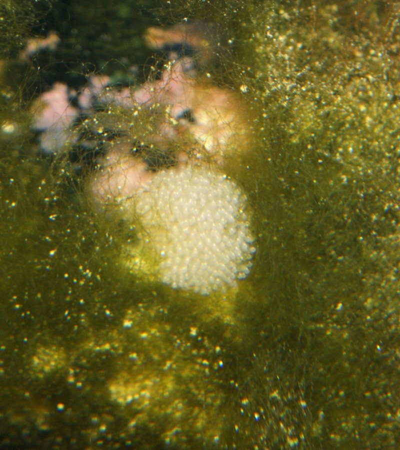 Eau de mer : Pseudochromis fridmanni Dsc01013