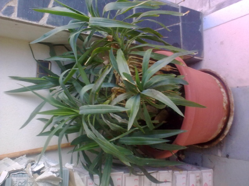 plantas de jardin 24022011