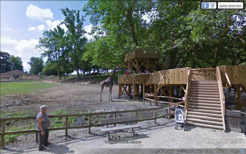 STREET VIEW : Les animaux - Page 9 Girafe10