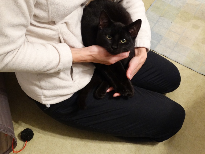 Lanvin, chaton noir né en mai - en famille d'accueil Dsc01410