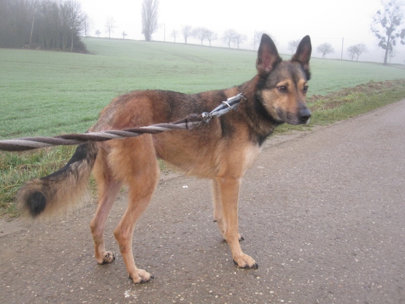 Lucky, croisé berger malinois né en 2010 - SLPA Amance Lucky_11