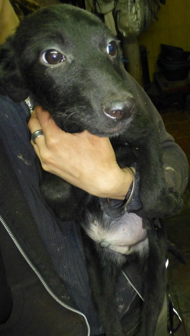 Luther, X labrador noir petit format né en 2014 - SLPA Amance Lulu10