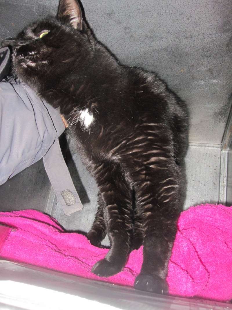 Réglisse, chat noir né en 2008 - SLPA Amance Ryglis12