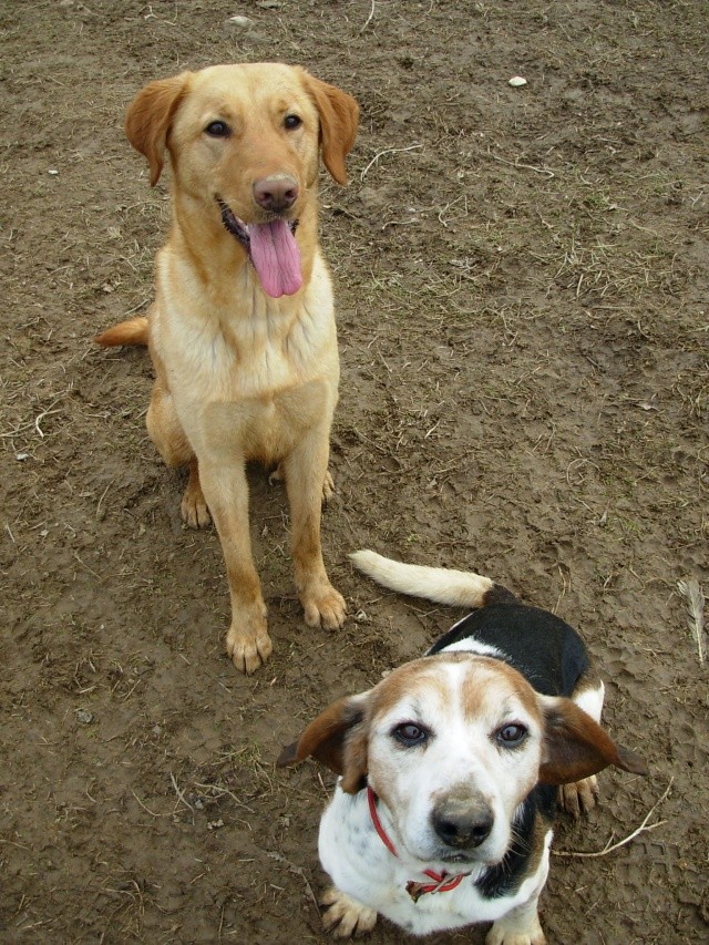 ATHOS, croisé beagle mâle, 10 ans (49) Dscn7525