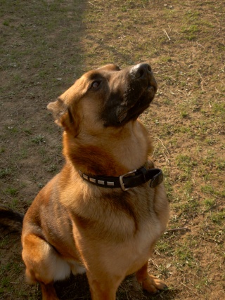 DIESEL, type malinois, né en 2008, SPA de Cholet (49) Dscn8415