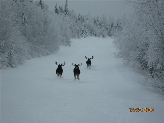 trois  beaux  bucks Getatt10