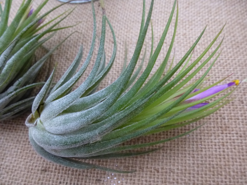 Les tillandsias des orchidées du val d'Yerres T_kolb10