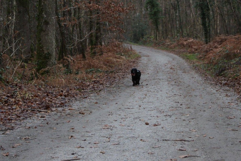 Marius : oui oui cette chose est bien un chien - Page 10 12370810