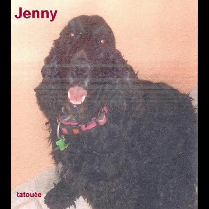 perdu JENNY femelle cocker noire REGUSSE 83 10135_10