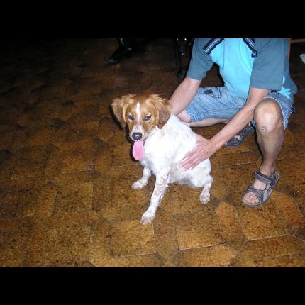 (classé)trouvé epagneul breton male roux/blanc 22/11/10 RIANS 83 16567_10