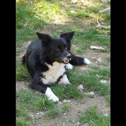 (résolu)perdu TEQUILA femelle border collie n/b tatouée tres craintive THORONET 83 17348_10