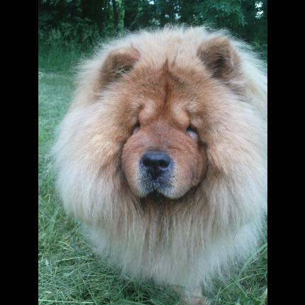 (classée)perdue SAVANNAH femelle chow chow roux tatouée 23/12/10 ST SATURNIN LES Ahttp://www.chien-perdu.org/17672-chien-perdu-a-st-saturnin-les-avignon 17672_10