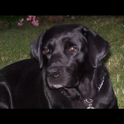 (supprimé) perdu OSCAR mâle labrador noir 13 ans  MARSEILLE 13 21725_10