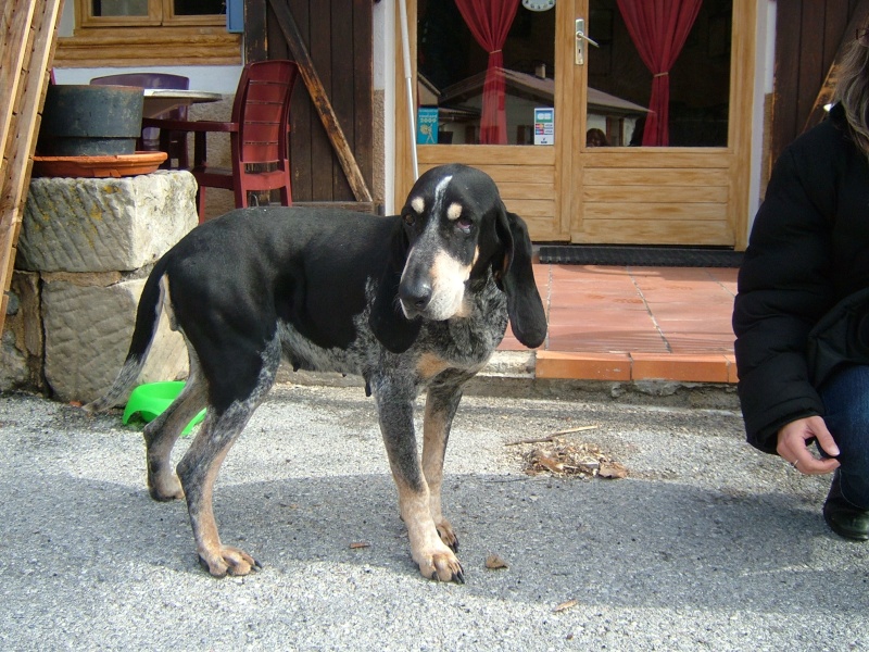  (résolu) Adoptée trouvée chienne bleu de gascogne tatouée  27/3/11 VERGONS 04 Dscf4910