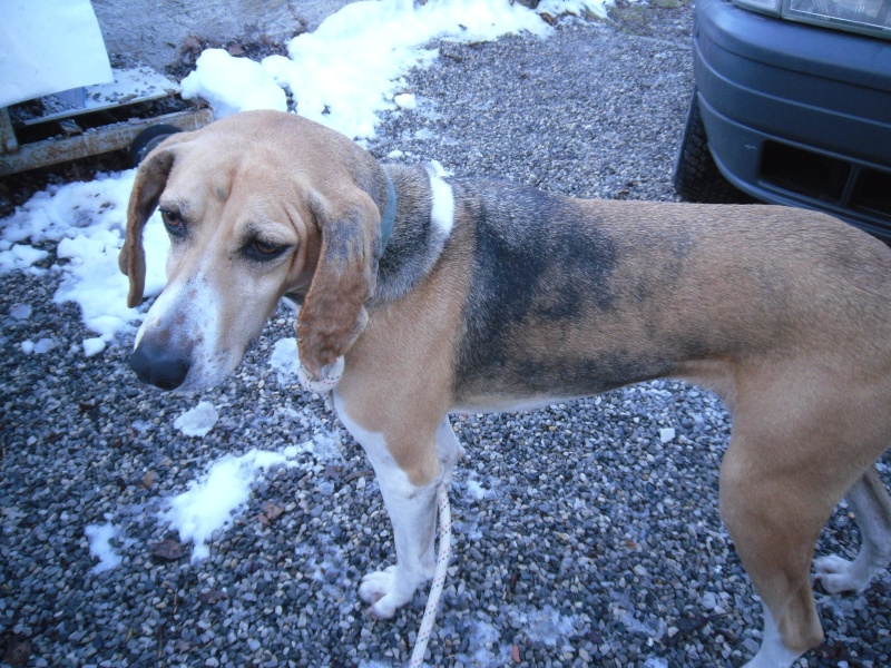 (résolu)trouvée chienne croisée beagle tricolore tatouée 29/12/10 ST Andre les alpes 04 Sam_4610