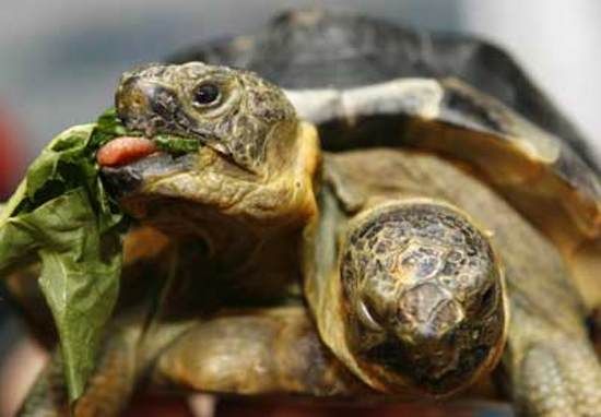 Deux histoires de tortue Tortue10