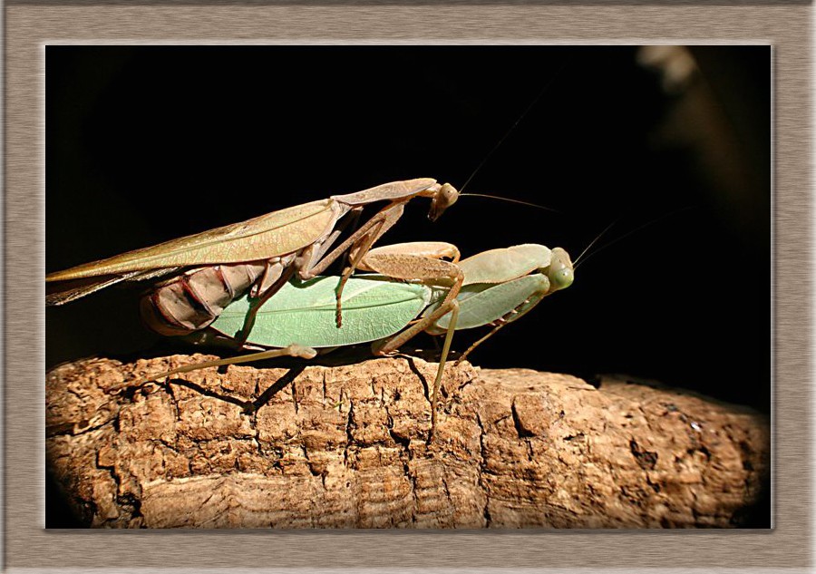 Accouplement Sphodromantis Lineola Accoup11