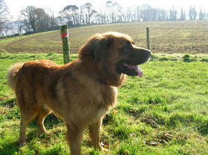 TYPE LEONBERG mâle 5 ans SPA (29) Beetho10