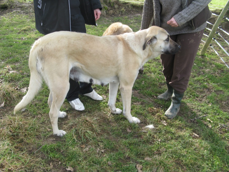 concour de photo de chien Img_0411