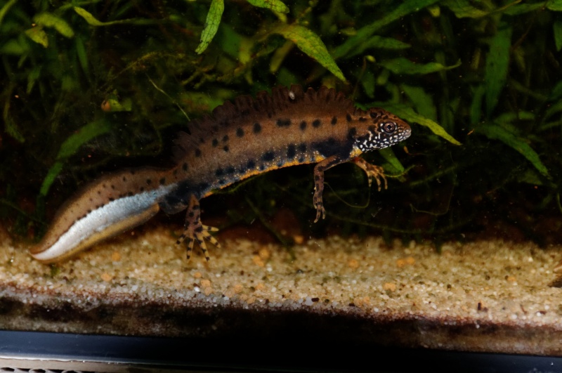 Triturus dobrogicus ssp. - Triton crêté du Danube - CDC en France Sbr_7116