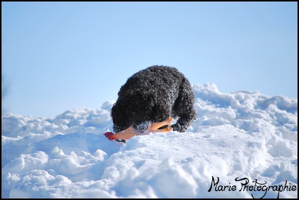 Yougi dans la neige Photo132