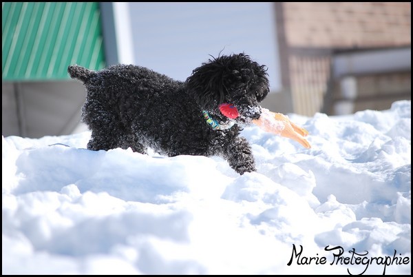 Yougi dans la neige Photo134