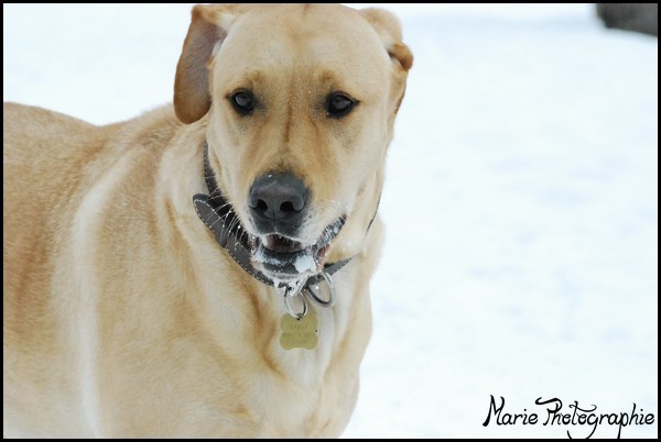 Yougi avec d'autres chiens Photo164