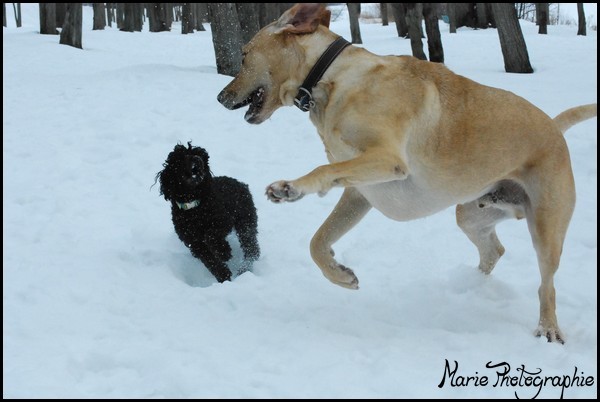 Avec une amie et les chiens Photo171