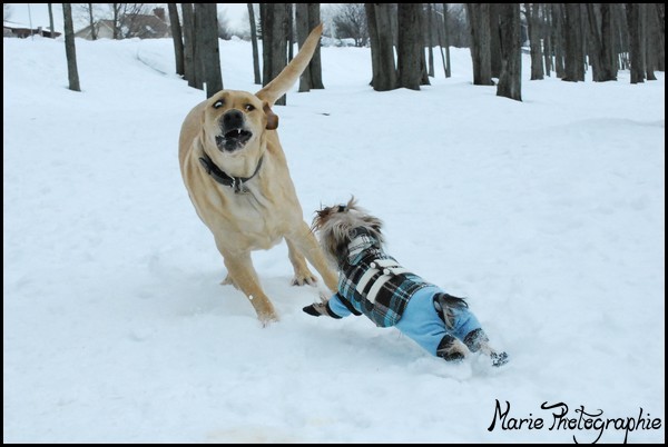 Yougi avec d'autres chiens Photo174