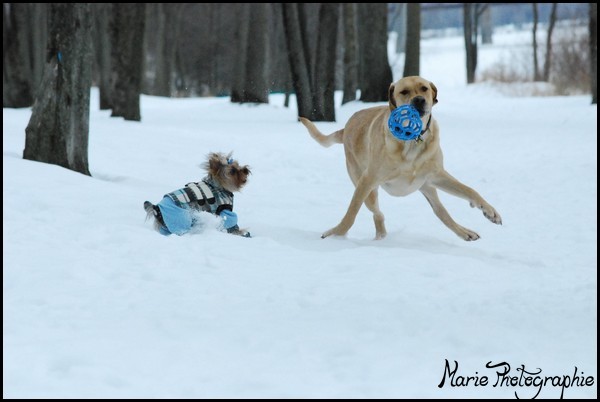 Yougi avec d'autres chiens Photo190