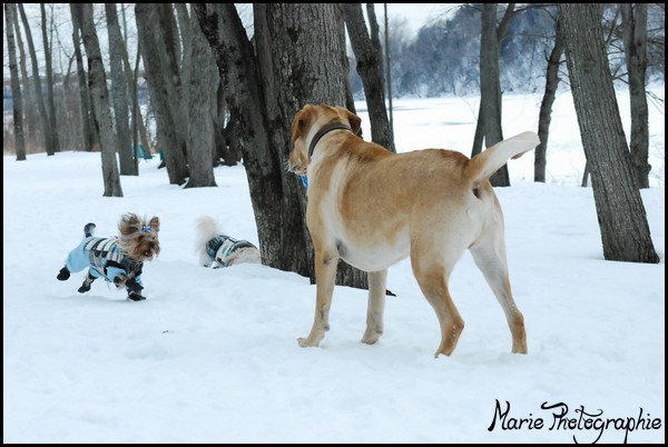 Yougi avec d'autres chiens Photo191