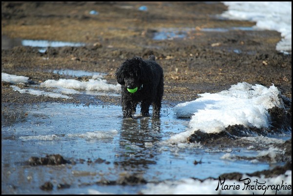 Le Printemps arrive Photo233