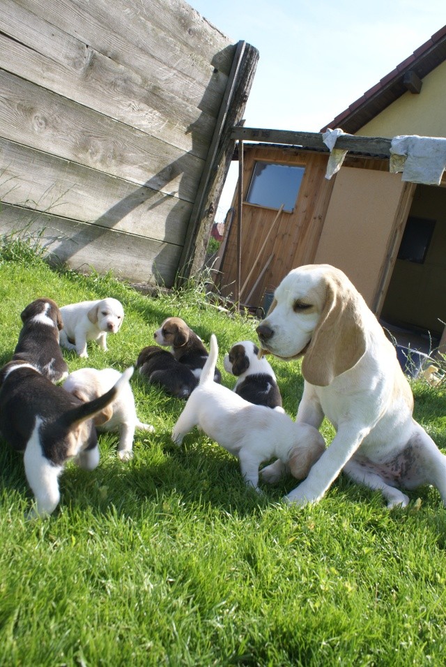 Portée de petit beaglous et beaglettes - Page 5 Dsc02924