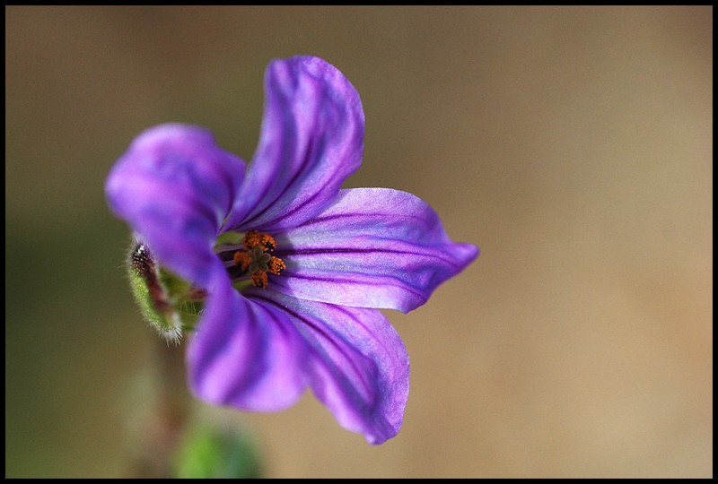 petite fleur Dsc_7210