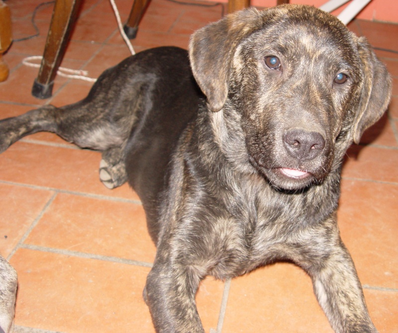 Junior, chiot mle crois labrador bring, 6 mois, PAU(64) ADOPTE Dsc00711