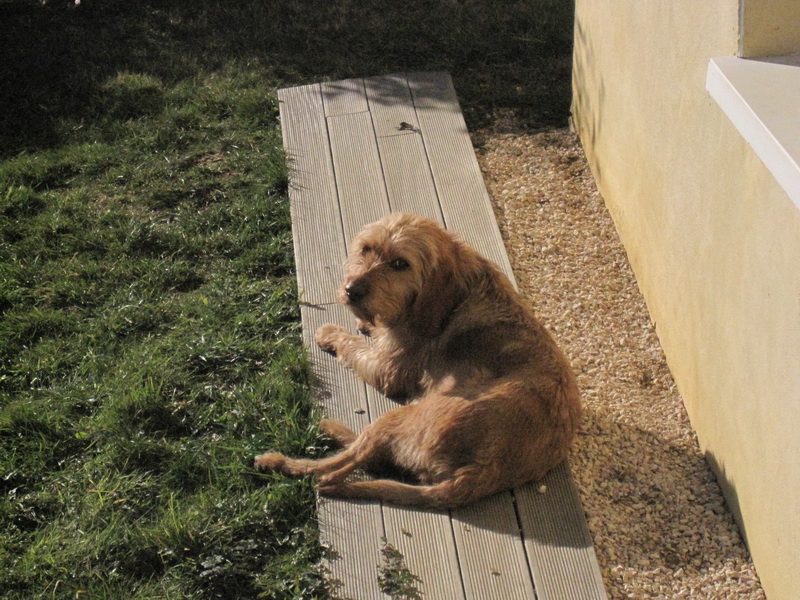 Noisette gentille jeune chienne griffon fauve de Bretagne, PAU(64) ADOPTEE Img_0323