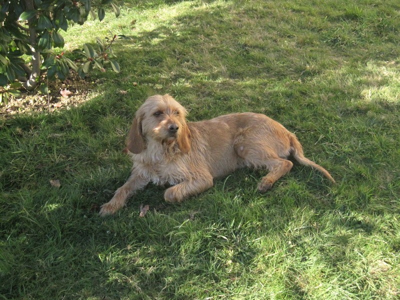 Noisette gentille jeune chienne griffon fauve de Bretagne, PAU(64) ADOPTEE Img_0324