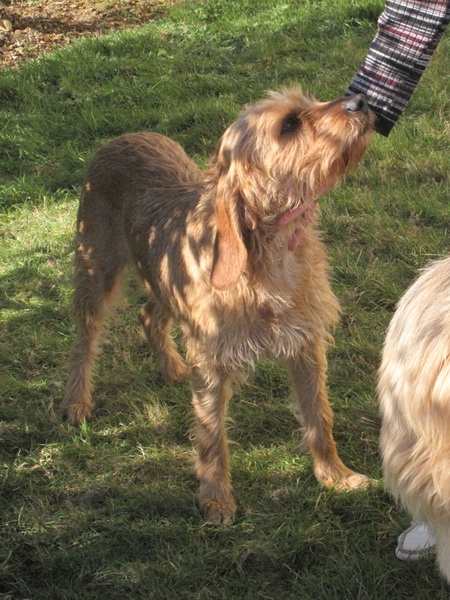 Noisette gentille jeune chienne griffon fauve de Bretagne, PAU(64) ADOPTEE Img_0325