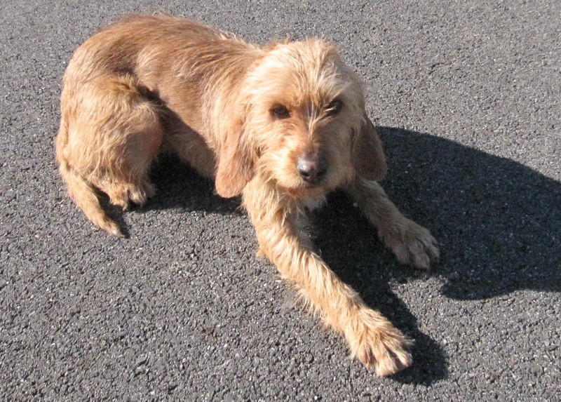 Noisette gentille jeune chienne griffon fauve de Bretagne, PAU(64) ADOPTEE Img_0326
