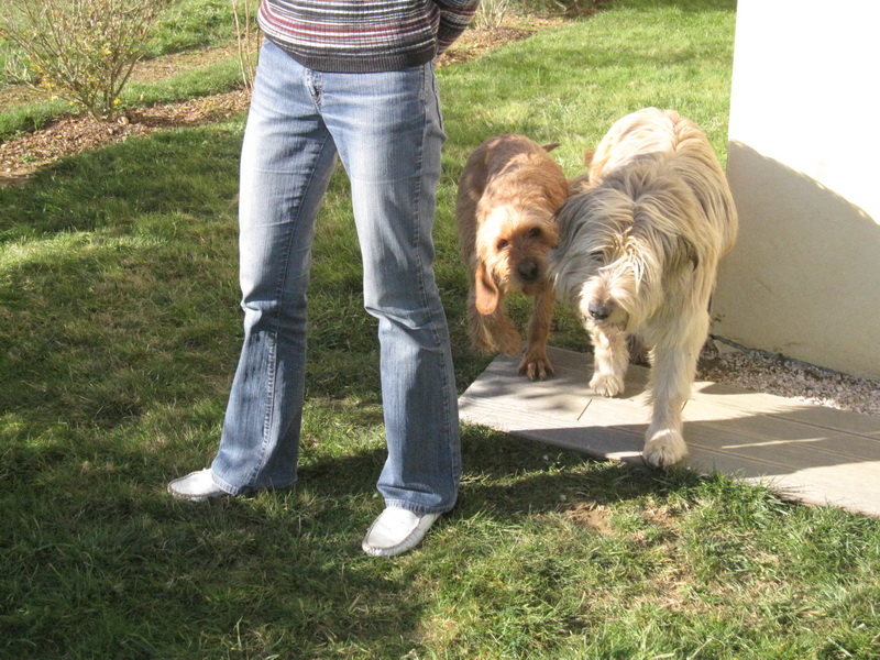 Noisette gentille jeune chienne griffon fauve de Bretagne, PAU(64) ADOPTEE Img_0327