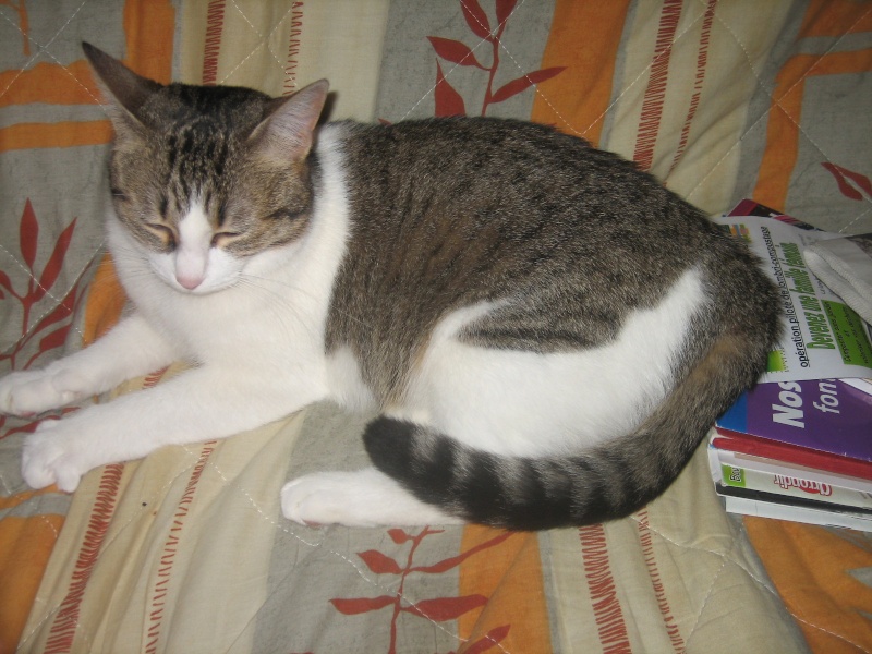 Rosy, jolie chatte tigre marron et blanche, 1 an et demi, Pau (64) ADOPTEE Img_1710