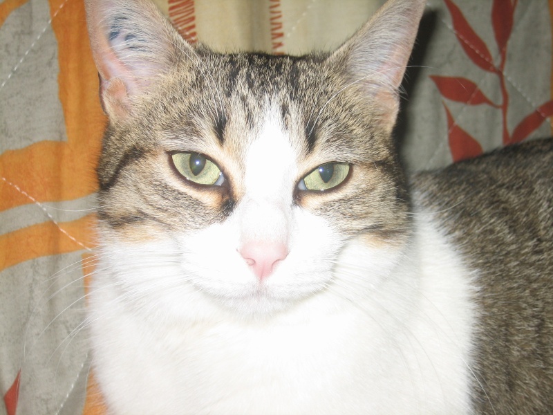 Rosy, jolie chatte tigre marron et blanche, 1 an et demi, Pau (64) ADOPTEE Img_1711