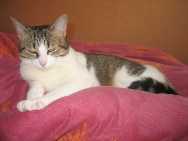 Rosy, jolie chatte tigre marron et blanche, 1 an et demi, Pau (64) ADOPTEE Img_1713