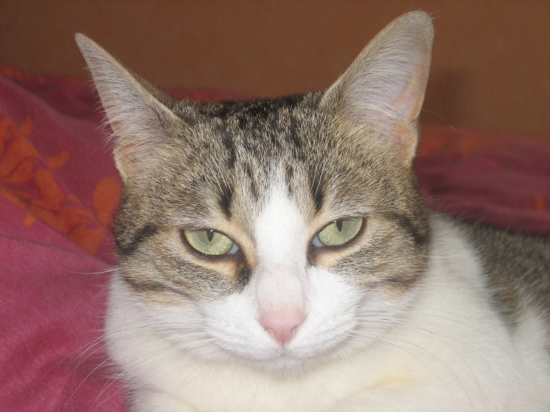 Rosy, jolie chatte tigre marron et blanche, 1 an et demi, Pau (64) ADOPTEE Img_1714